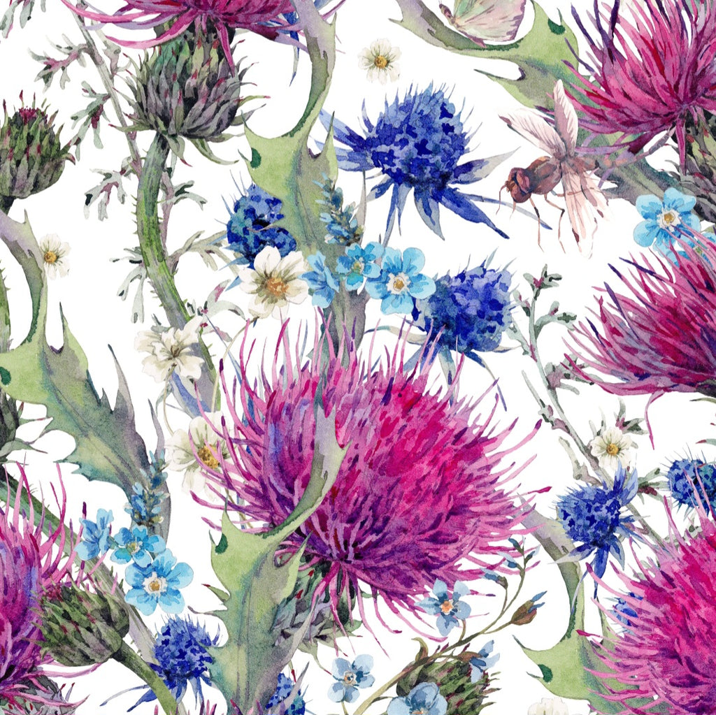 Thistles and summer flowers on a white background