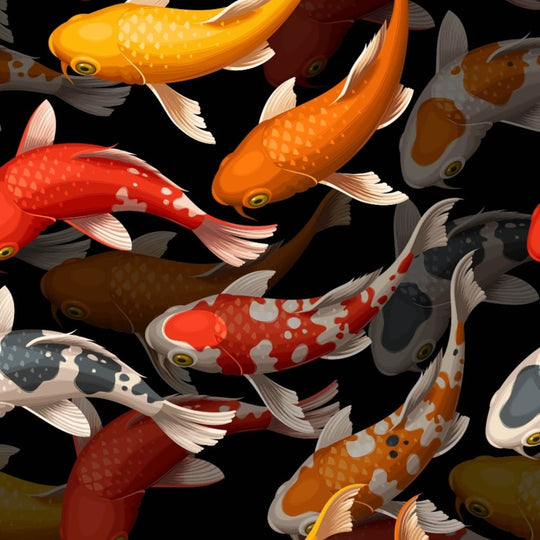 Koi
